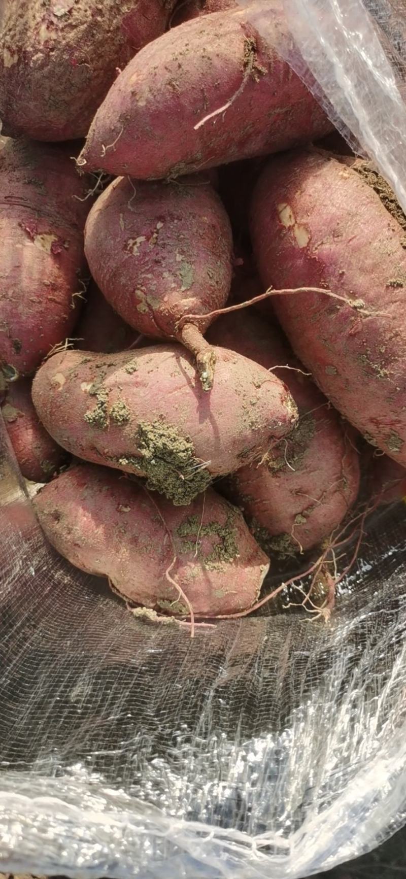 山东佳盈薯业大量销售济薯26加工厂薯市场货量大从优