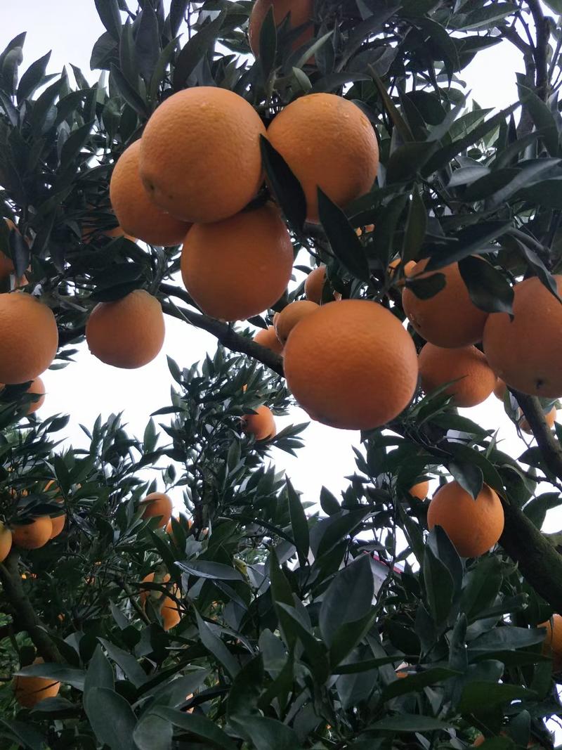 早熟脐橙苗，花量大，早结丰产，橙香浓郁，甜度好