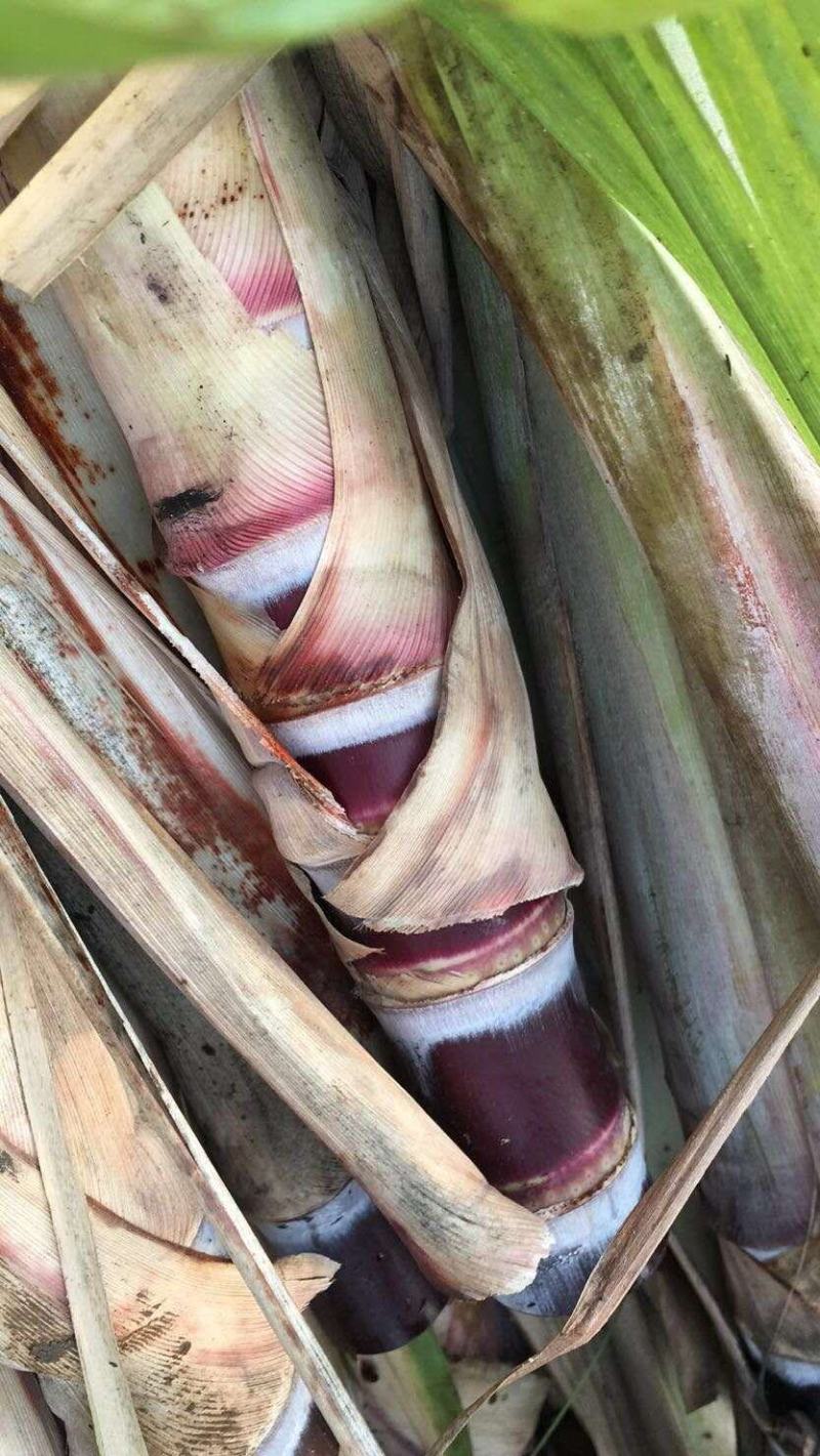 广西黑皮甘蔗种苗，适合北方种植的甘蔗种子