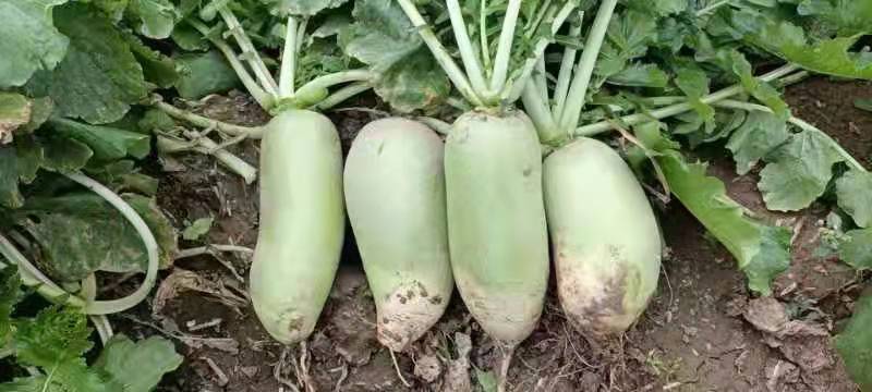 【推荐】白萝卜芥菜疙瘩工厂品质基地直供量大从优欢迎咨询