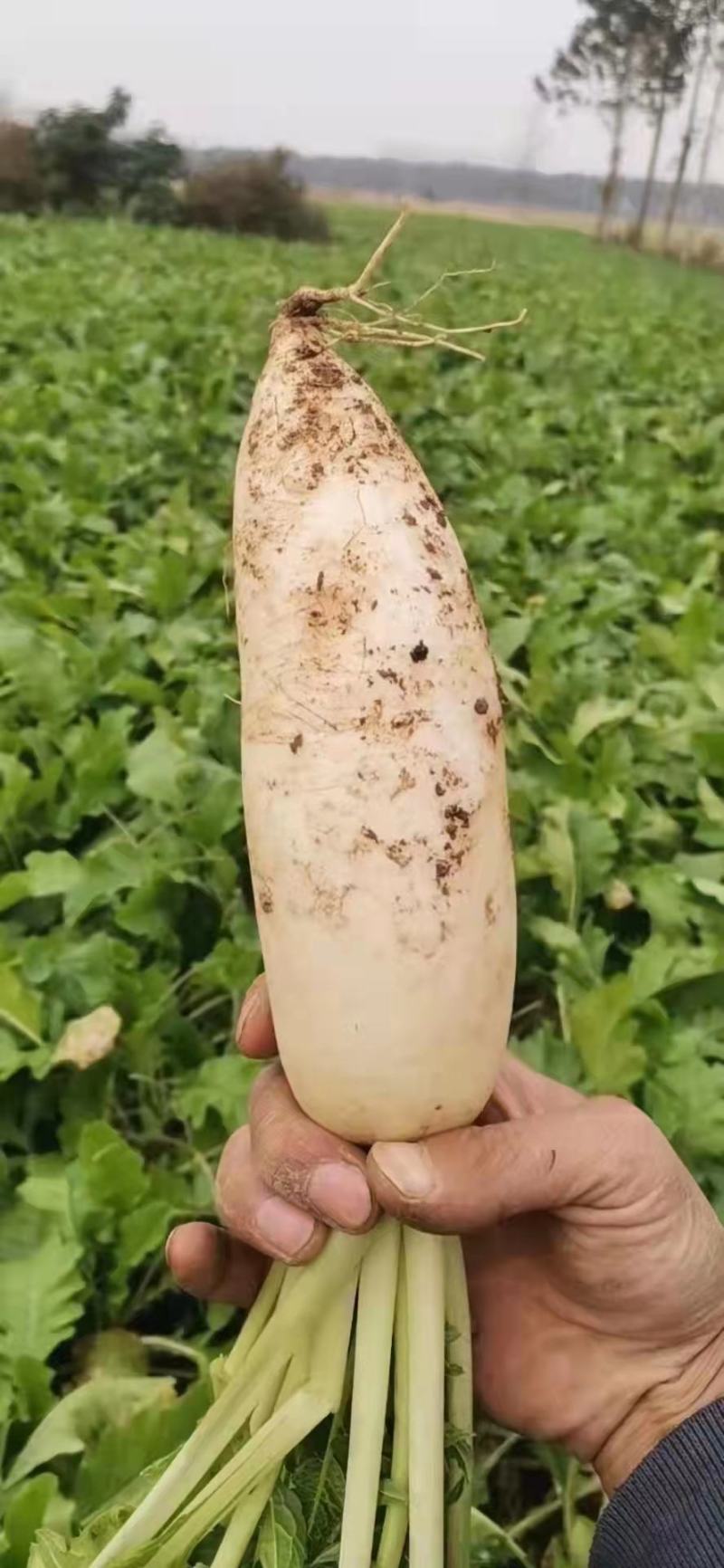 【推荐】白萝卜芥菜疙瘩工厂品质基地直供量大从优欢迎咨询