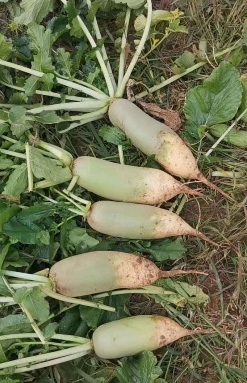 【推荐】白萝卜芥菜疙瘩工厂品质基地直供量大从优欢迎咨询