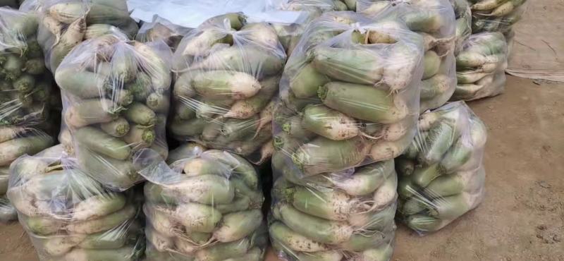 【推荐】白萝卜芥菜疙瘩工厂品质基地直供量大从优欢迎咨询