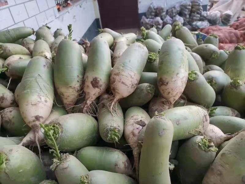 【推荐】白萝卜芥菜疙瘩工厂品质基地直供量大从优欢迎咨询