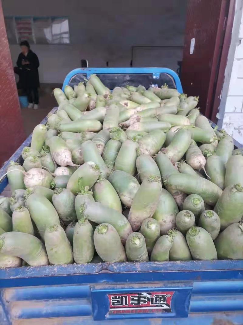 【推荐】白萝卜芥菜疙瘩工厂品质基地直供量大从优欢迎咨询