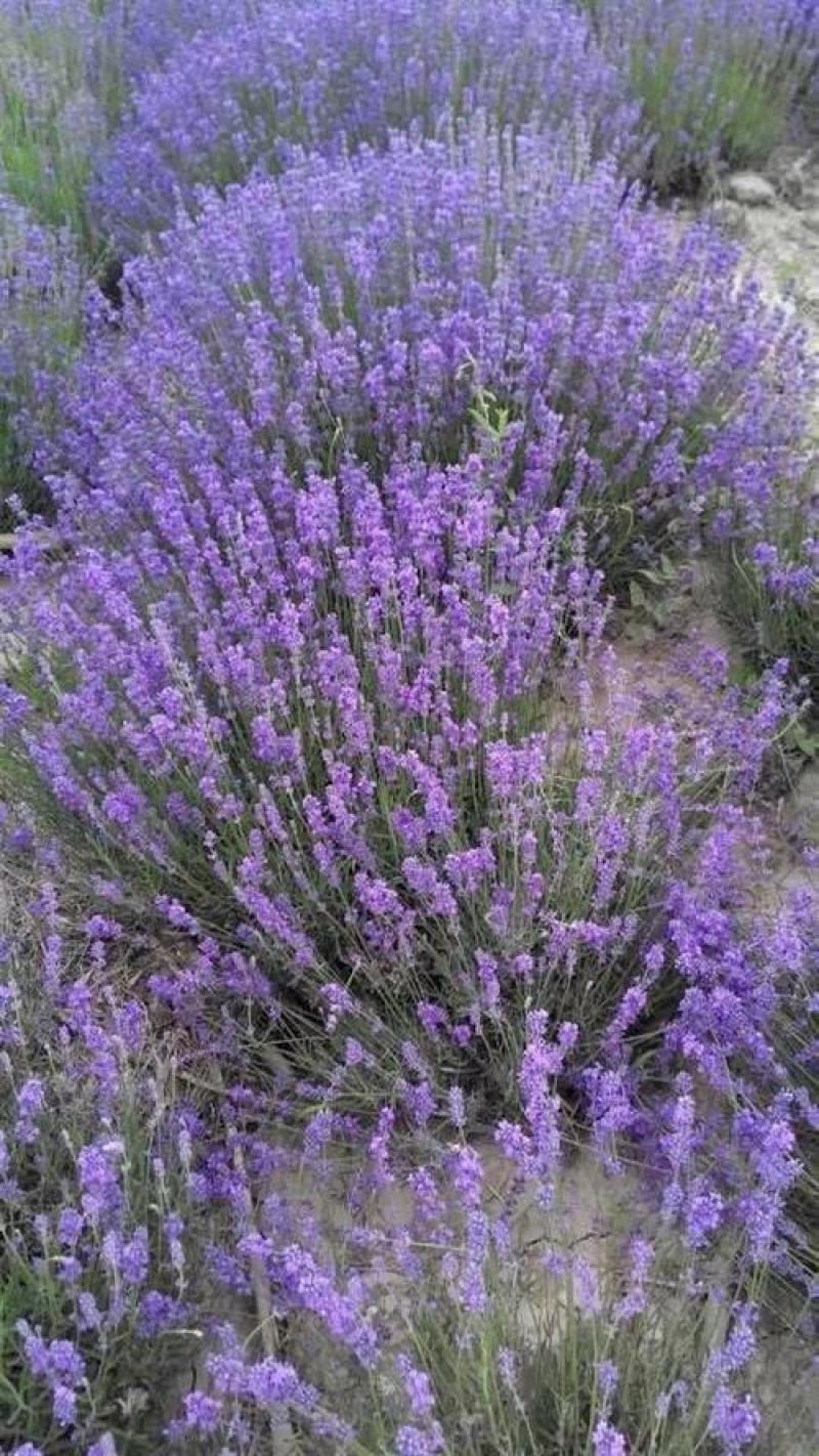 薰衣草种子四季可播阳台桌面花草花卉盆栽易种花种籽四季开花