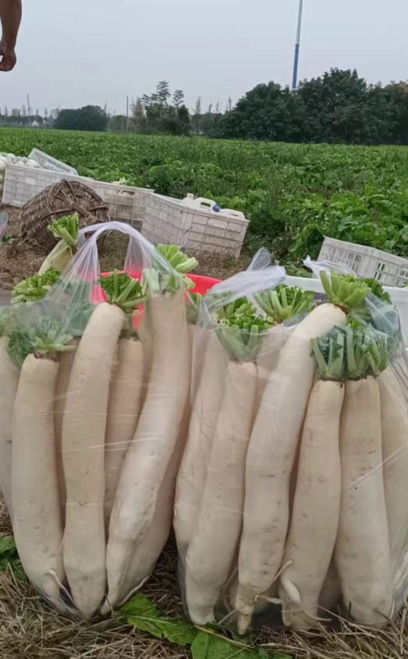 【推荐】白萝卜芥菜疙瘩工厂品质基地直供量大从优欢迎咨询