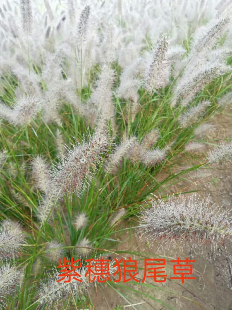 狼尾草，基地直发，价格便宜。货源充足，欢迎采购