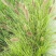 狼尾草，基地直发，价格便宜。货源充足，欢迎采购