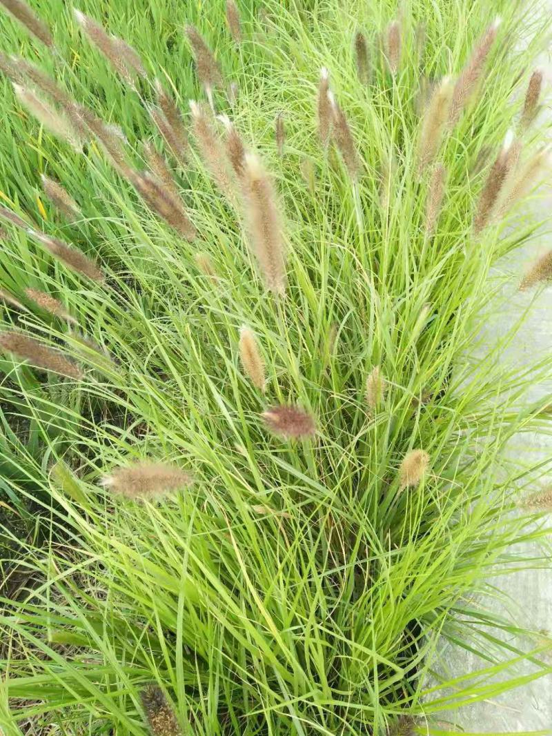 狼尾草，基地直发，价格便宜。货源充足，欢迎采购