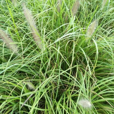 狼尾草，基地直发，价格便宜。货源充足，欢迎采购