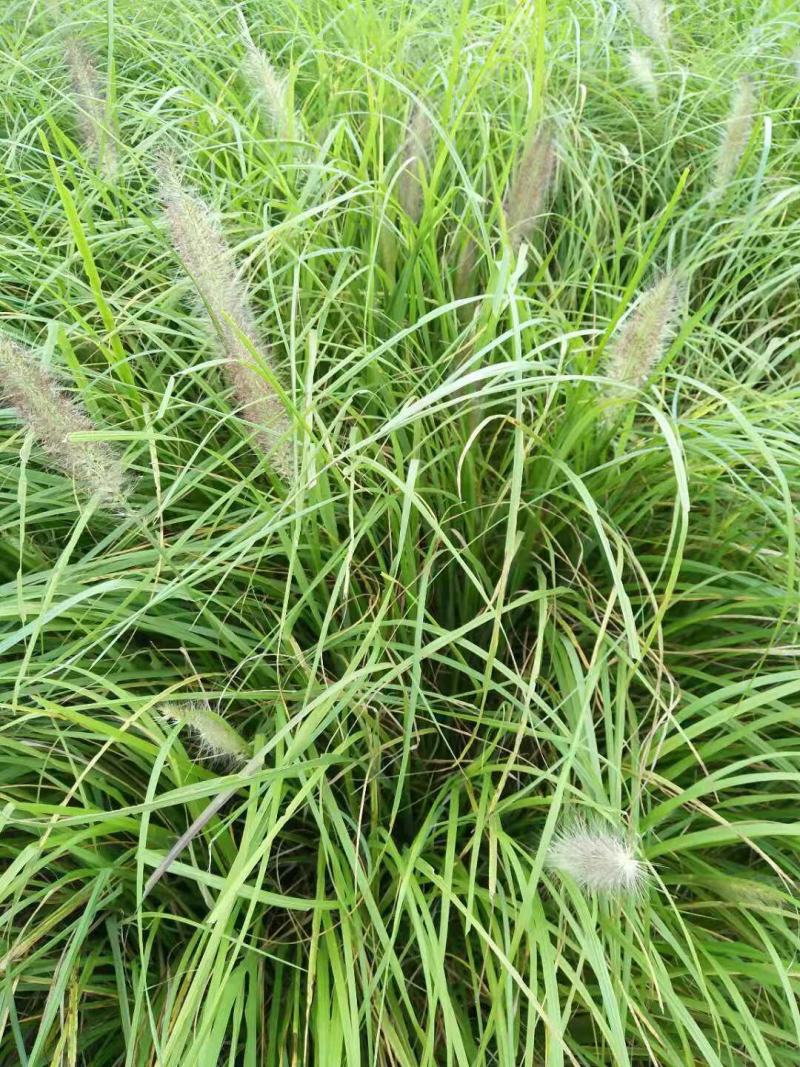 狼尾草，基地直发，价格便宜。货源充足，欢迎采购