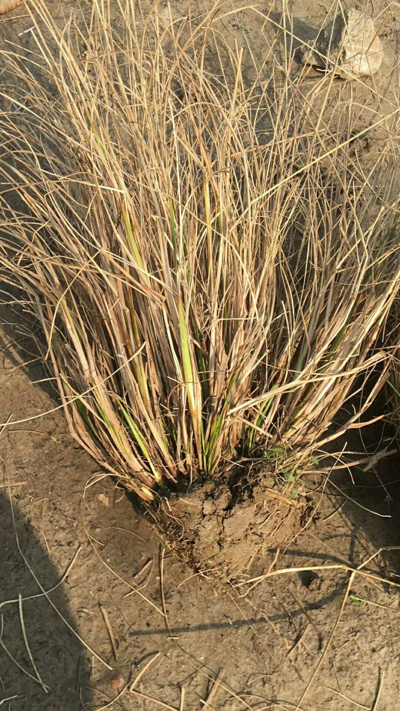 狼尾草，基地直发，价格便宜。货源充足，欢迎采购