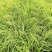 狼尾草，基地直发，价格便宜。货源充足，欢迎采购
