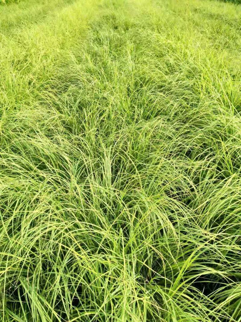 狼尾草，基地直发，价格便宜。货源充足，欢迎采购