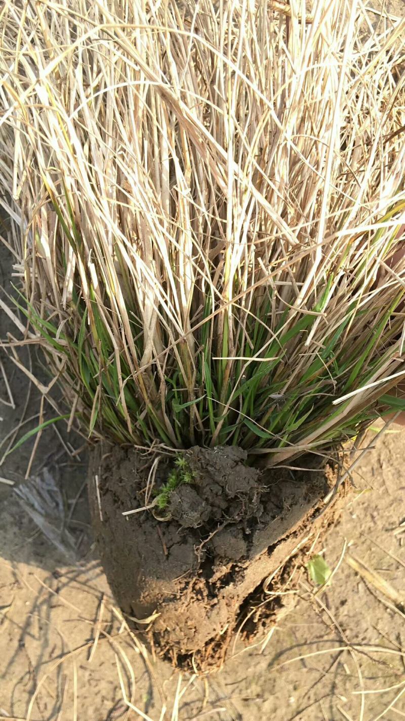 狼尾草，基地直发，价格便宜。货源充足，欢迎采购