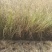 狼尾草，基地直发，价格便宜。货源充足，欢迎采购