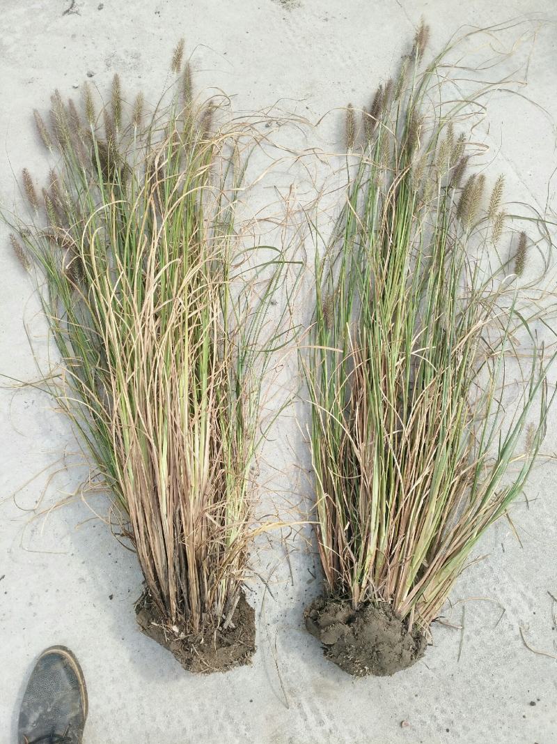 狼尾草，基地直发，价格便宜。货源充足，欢迎采购