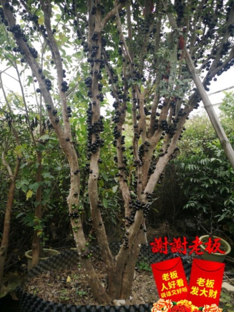 嘉宝果树250-300