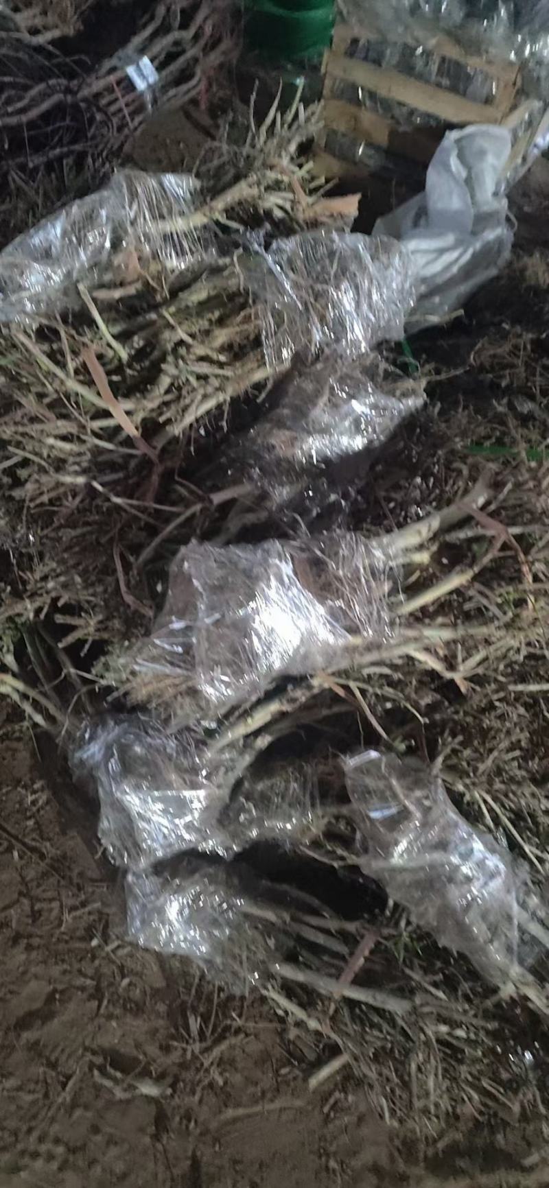 四季金银花苗基地直发常年供应可回收包技术