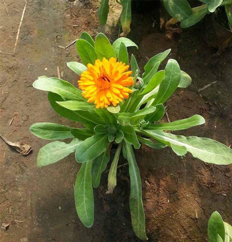 金盏菊盆栽四季长青耐寒花卉金盏花花苗阳台庭院观花植物