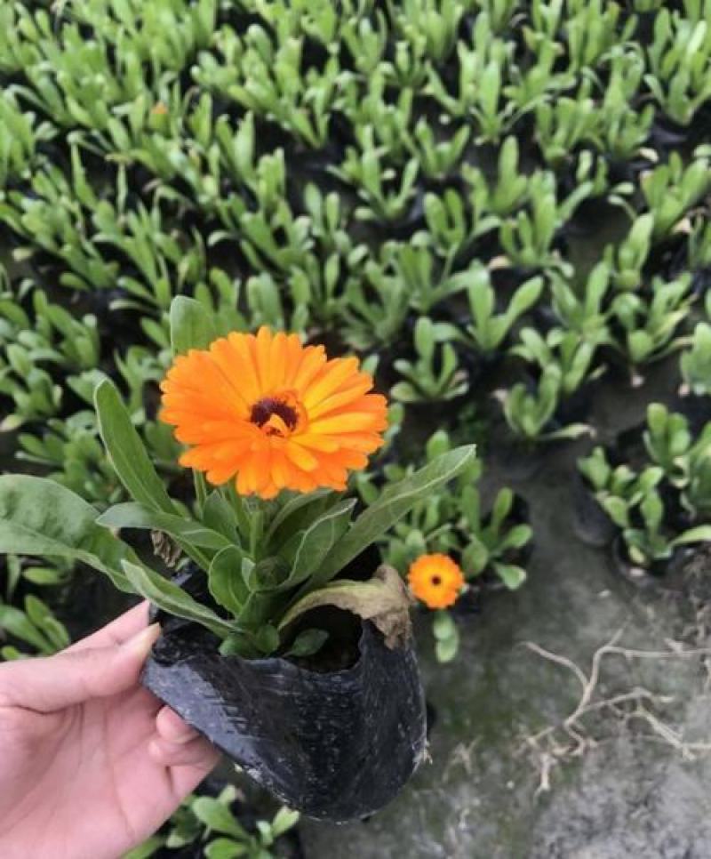 金盏菊盆栽四季长青耐寒花卉金盏花花苗阳台庭院观花植物