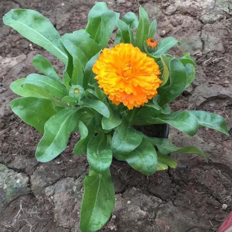 金盏菊盆栽四季长青耐寒花卉金盏花花苗阳台庭院观花植物
