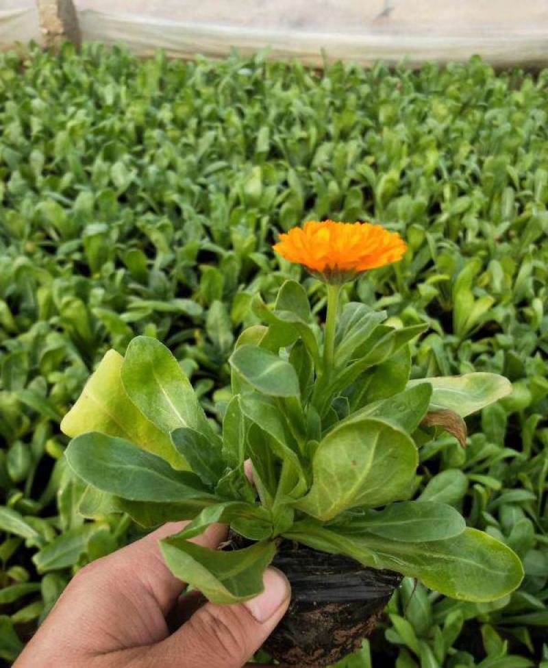 金盏菊盆栽四季长青耐寒花卉金盏花花苗阳台庭院观花植物