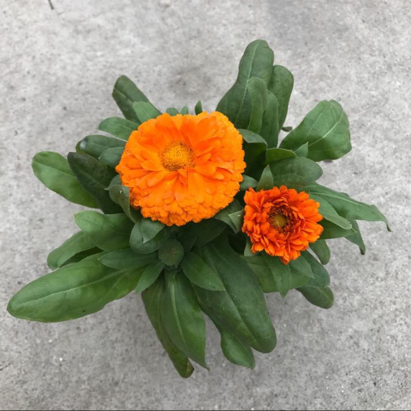 金盏菊盆栽四季长青耐寒花卉金盏花花苗阳台庭院观花植物