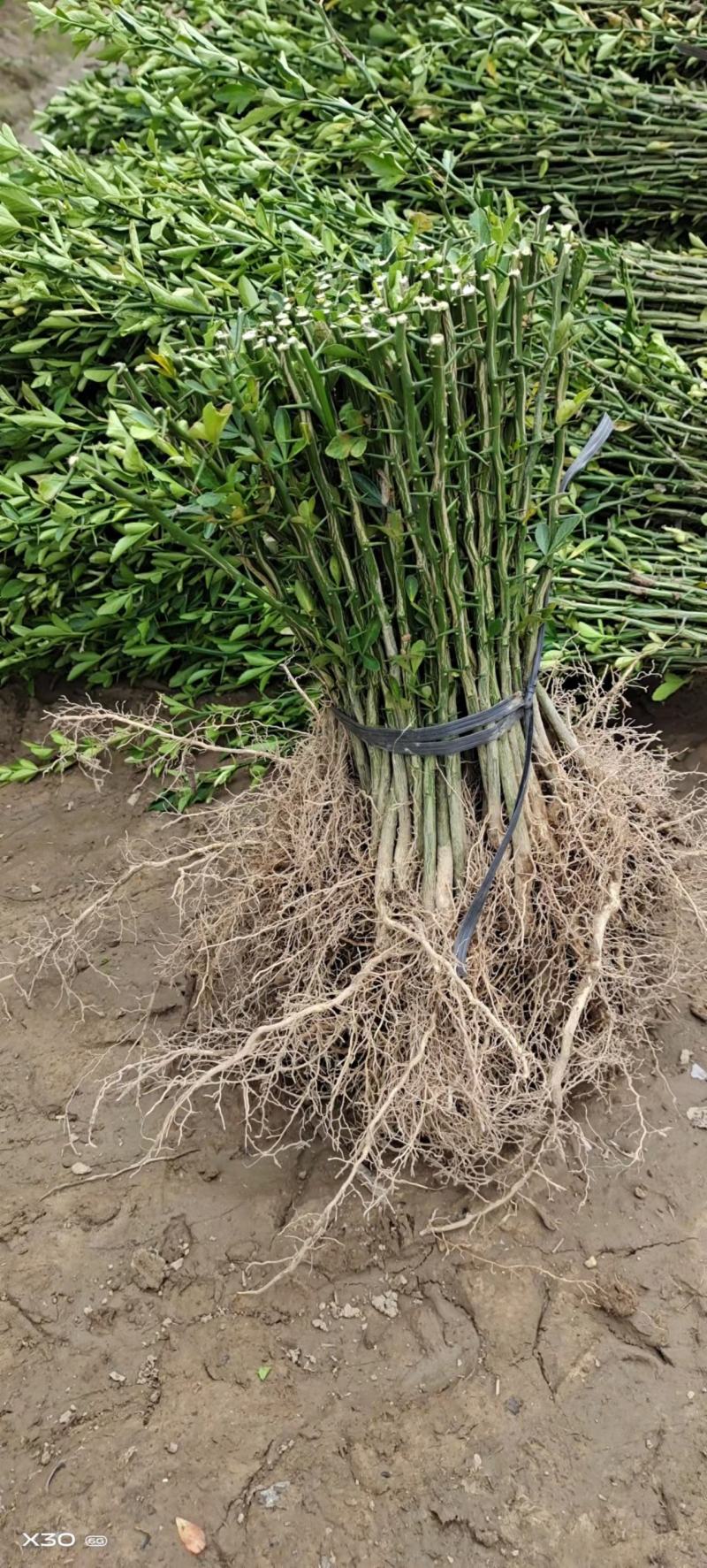 枳壳苗枳壳大苗枳壳小苗枸橘苗现发现发保湿发货包邮