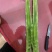 云南一米青莴笋杆子青皮青肉1.5-2斤