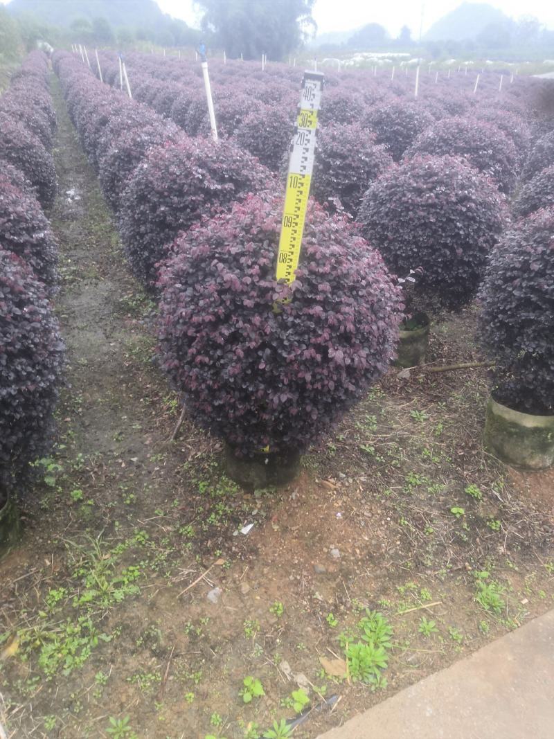 产地直发精品红花继木球50/60公分70/120公分实球
