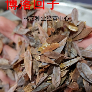 散装博落回种子