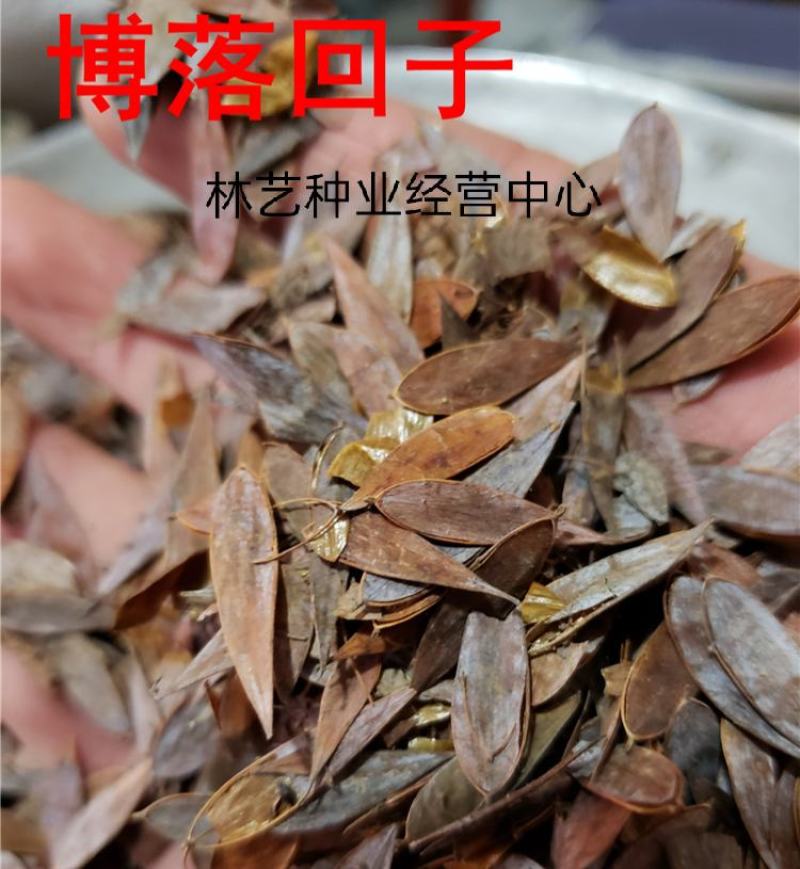 散装博落回种子