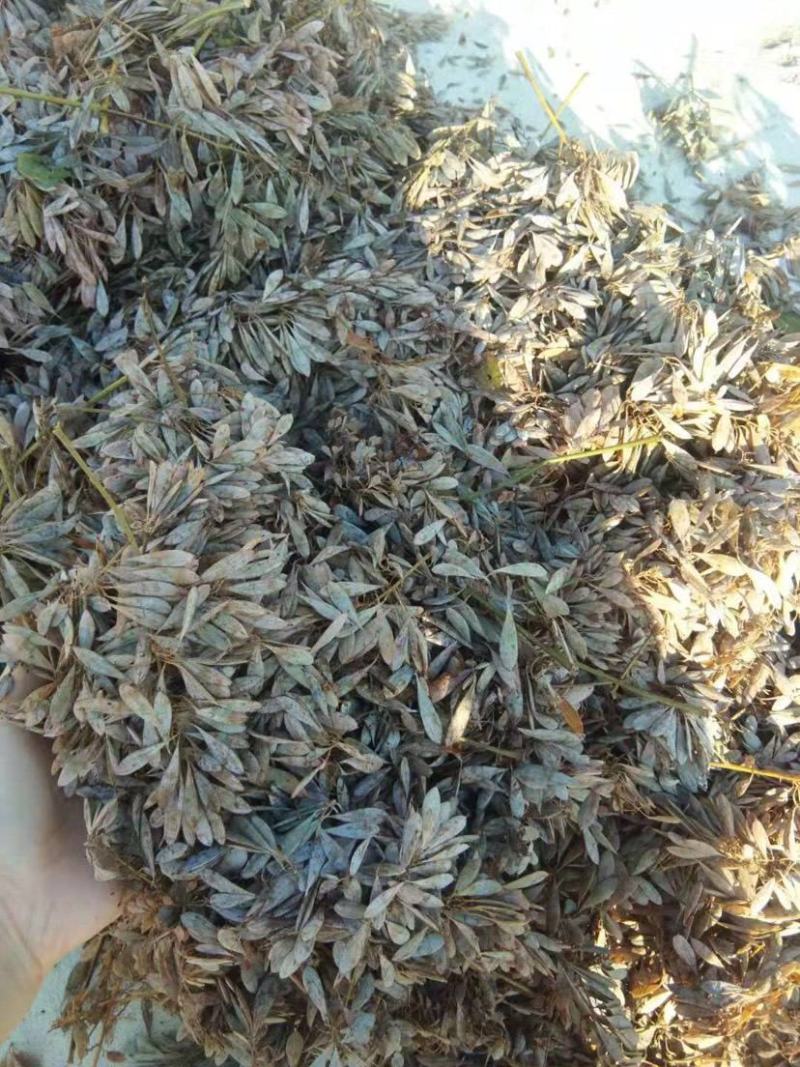 散装博落回种子