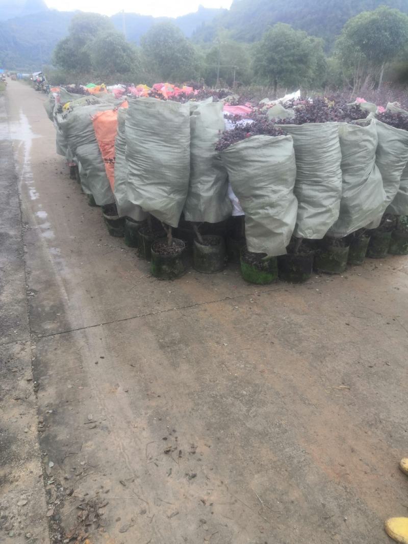 产地直发精品红花继木球50/60公分70/120公分实球