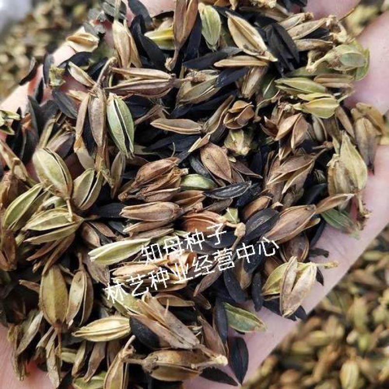 毛知母种子各种药材种子知母籽种子量大优惠