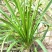 毛知母种子各种药材种子知母籽种子量大优惠