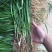 毛知母种子各种药材种子知母籽种子量大优惠
