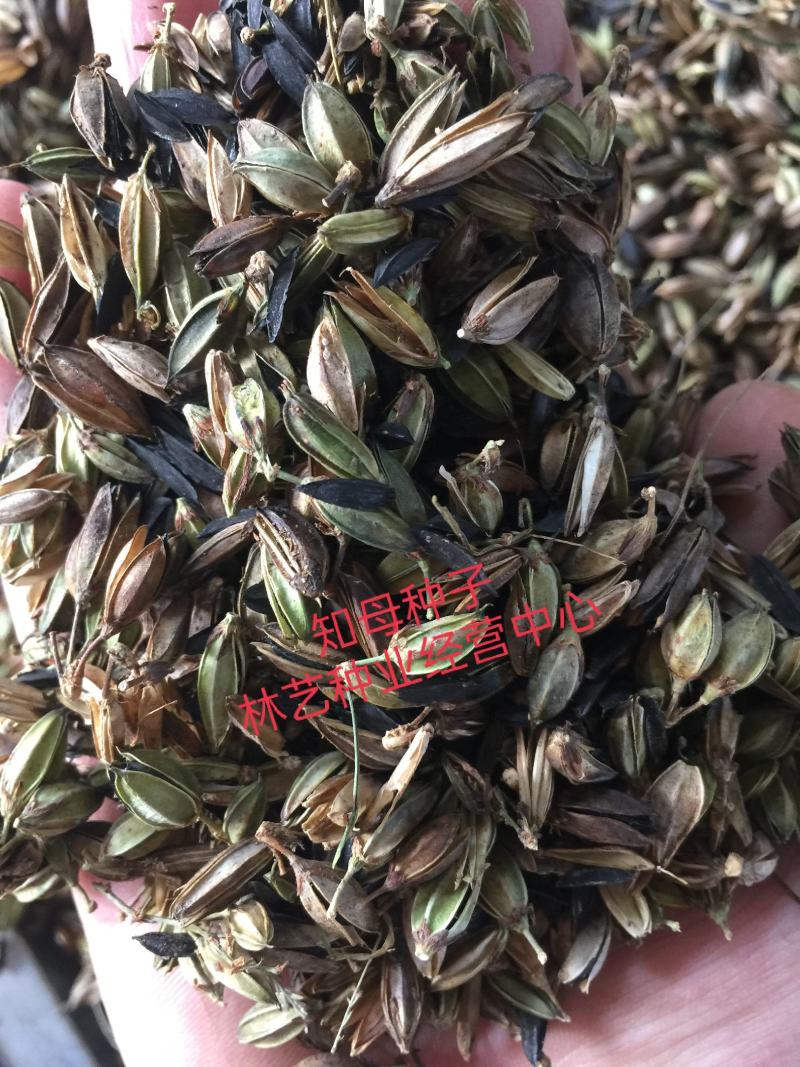 毛知母种子各种药材种子知母籽种子量大优惠