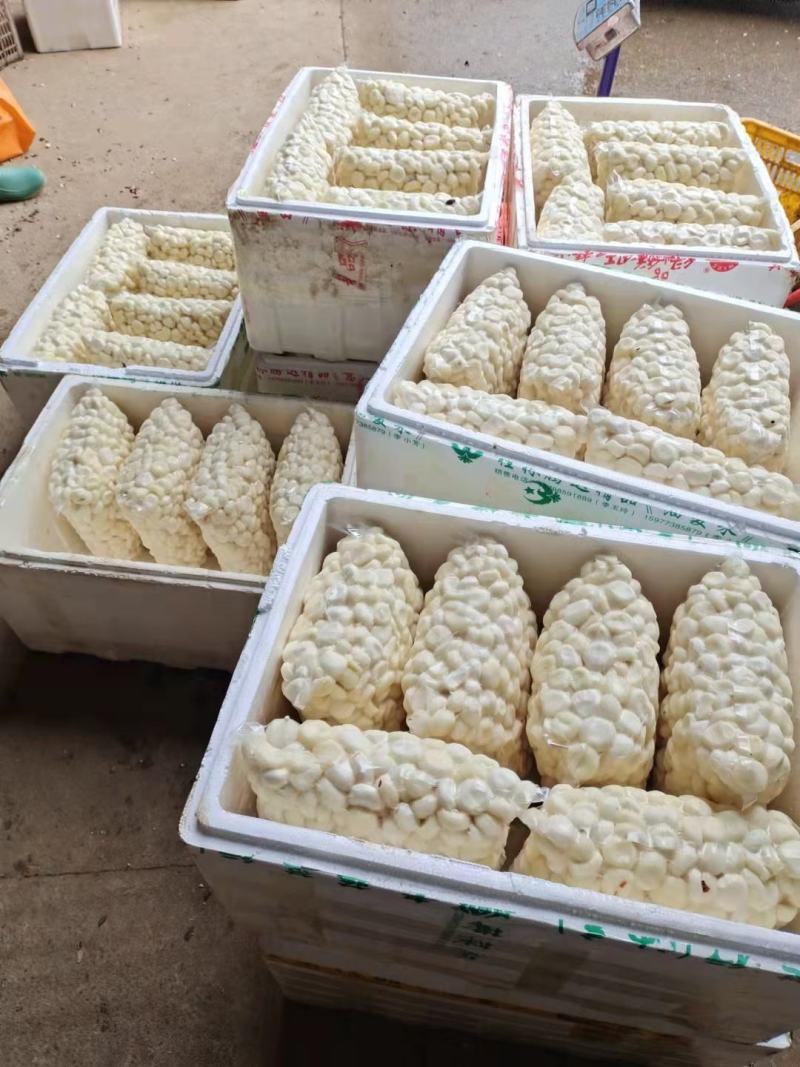 真空包装马蹄肉