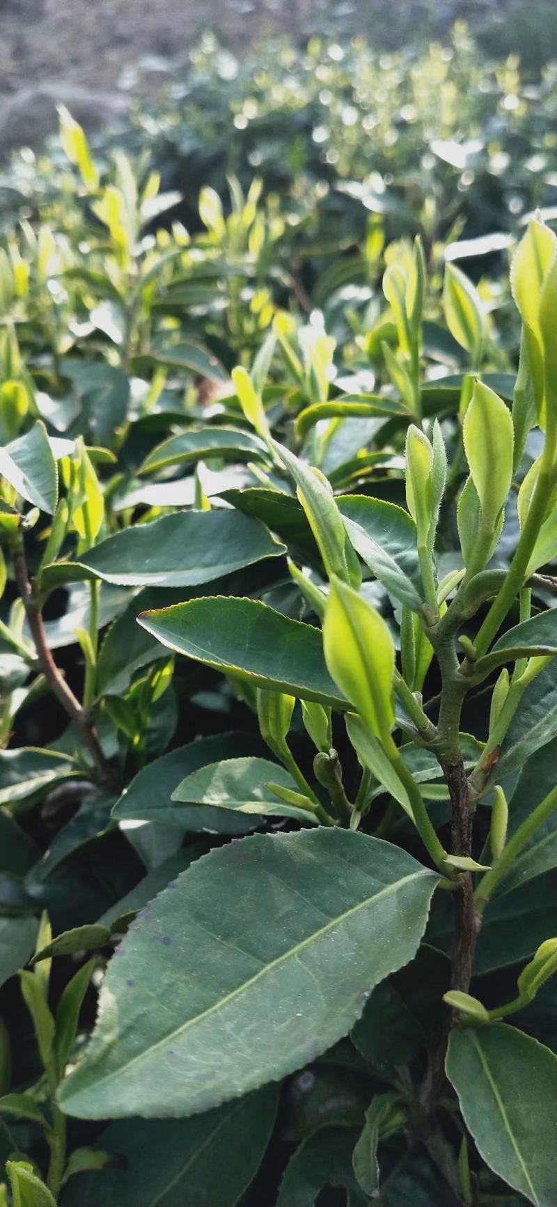 高山云雾茶