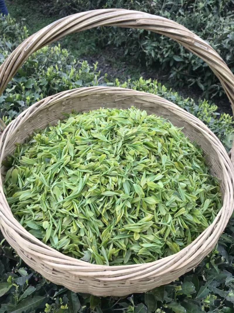 高山云雾茶