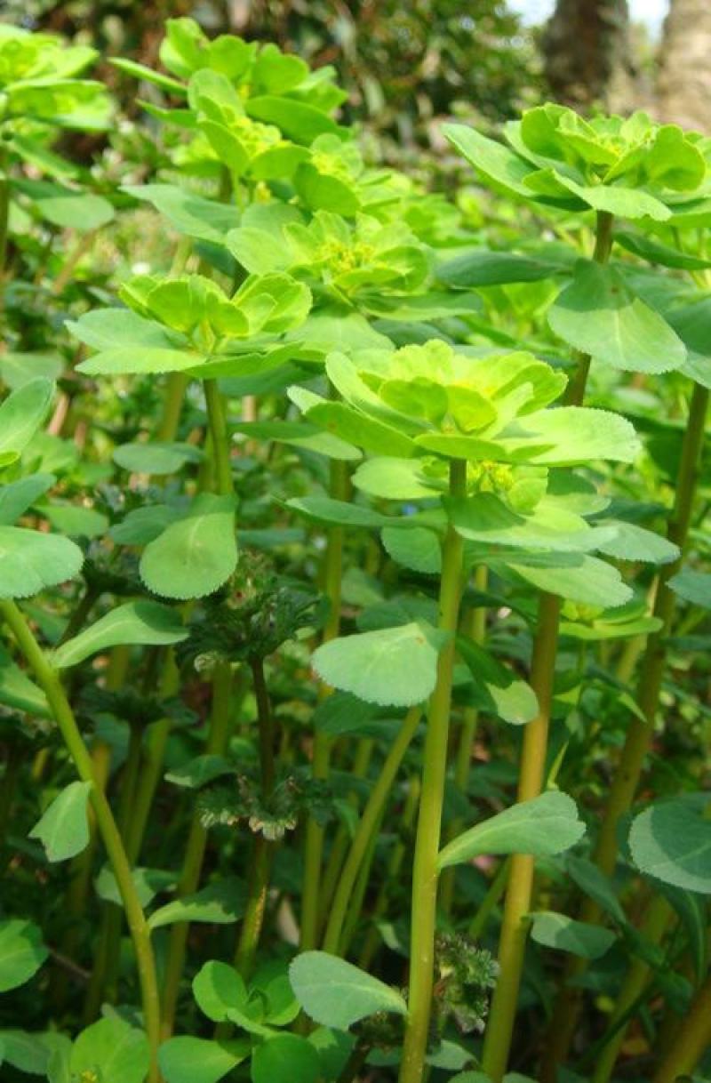 今年新采猫眼草五朵云种泽漆种包芽种子高质量量大优惠