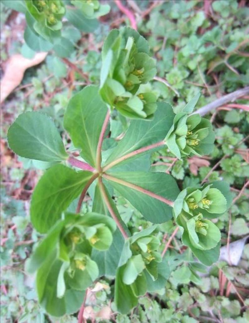 今年新采猫眼草五朵云种泽漆种包芽种子高质量量大优惠