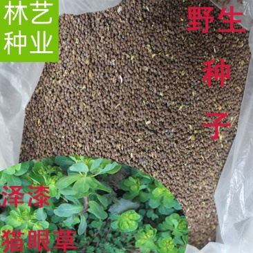 今年新采猫眼草五朵云种泽漆种包芽种子高质量量大优惠