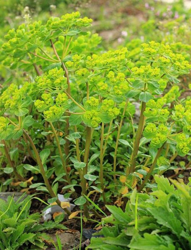 今年新采猫眼草五朵云种泽漆种包芽种子高质量量大优惠