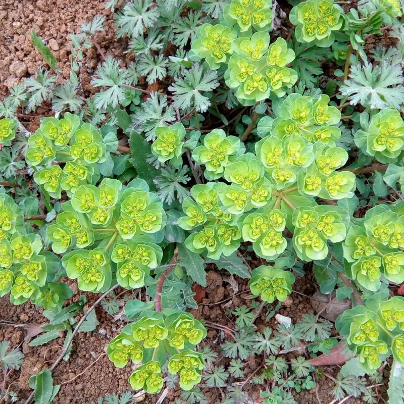 今年新采猫眼草五朵云种泽漆种包芽种子高质量量大优惠
