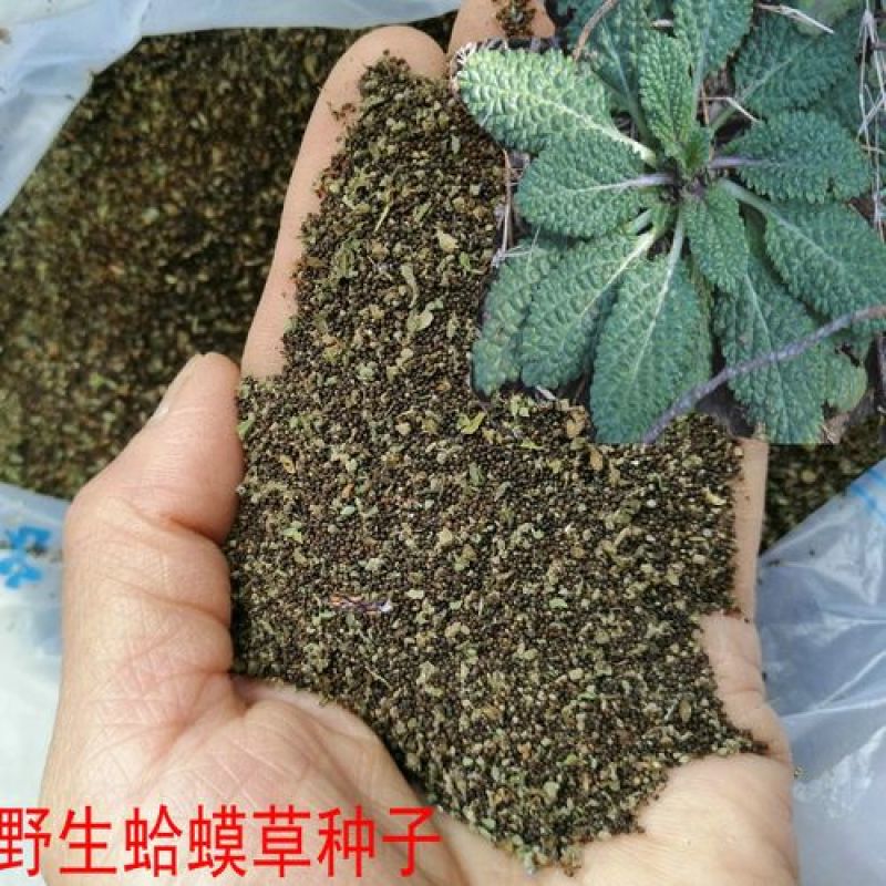 新采正宗蛤蟆草种子荔枝草中草雪见草青蛙草阳台庭院种植种子
