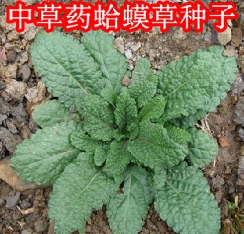 新采正宗蛤蟆草种子荔枝草中草雪见草青蛙草阳台庭院种植种子